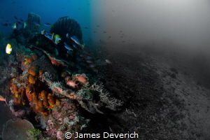 Before & After / Effects of Dynamite fishing near Serua i... by James Deverich 